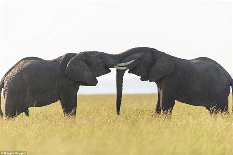 Two Affectionate Elephants Were Photographed Resting Their Trunks On