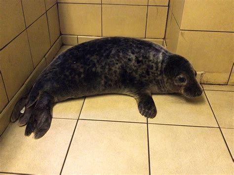 Rescued Seal Pups Released Back Into The Wild The Irish News