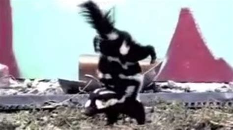Skunk Spraying Handstand