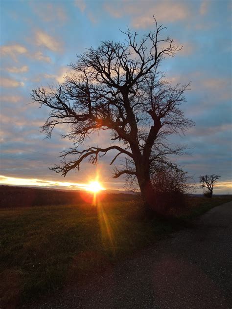 Baum Mit Sonnenuntergang Foto And Bild Sonnenuntergänge Himmel