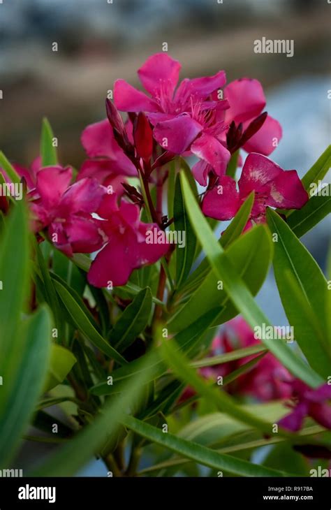 Oleanders High Resolution Stock Photography And Images Alamy
