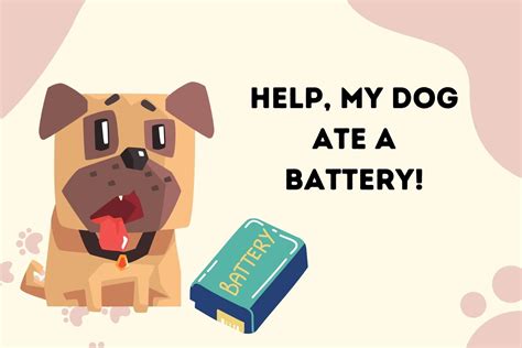 Help My Dog Ate A Battery Steps To Take Simply For Dogs