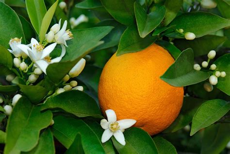Citrus Fruit Trees Aromatic Britannica