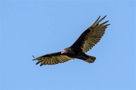 Turkey Vulture Grindstone Marsh Trail Hamilton Ontario Flickr