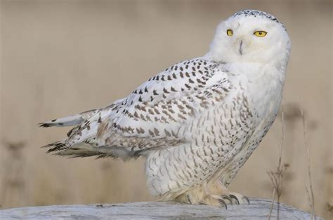 Snowy Owl Owl Snowy Owl Arctic Habitat