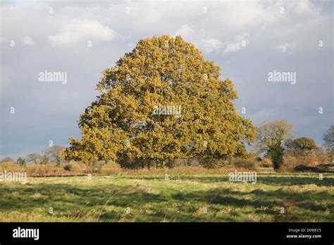 Single Oak Tree Quercus Robur Autumn Leaves Standing Alone In Field