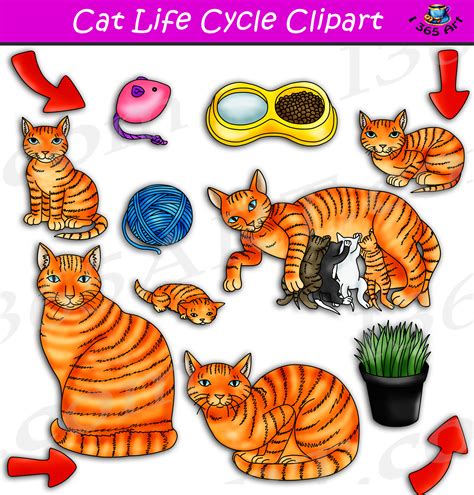 The product life cycle stages are 4 clearly defined phases, each with its own characteristics that mean different things for business that are trying to manage the life because most companies understand the different product life cycle stages, and that the products they sell all have a limited lifespan, the. Cat Life Cycle Clipart Set Download - Clipart 4 School
