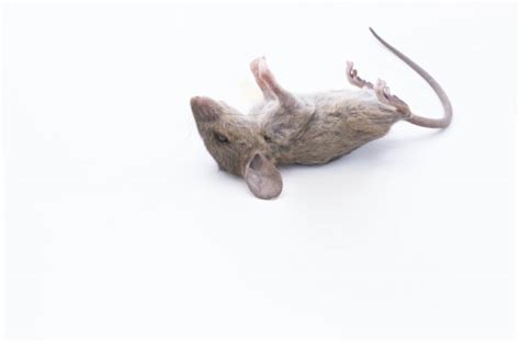 Naked Rat Stock Photo Laures 1116552