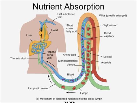 Glycaemic index (gi) and how do carbohydrate containing foods affect health? How carbs affect your cholesterol - Diet Doctor