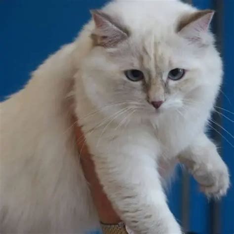 Lilac Ragdoll Cats And Kittens Everything You Need To Know Catspurfection