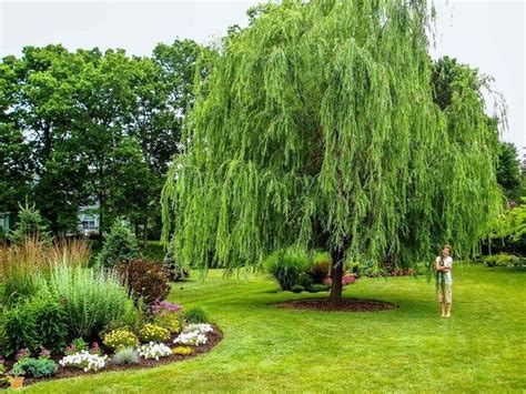 Weeping Willow Tree Willow Trees Garden Weeping Trees Plants