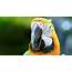 Free Photo Parrot Closeup  Animal Bird Close Download Jooinn