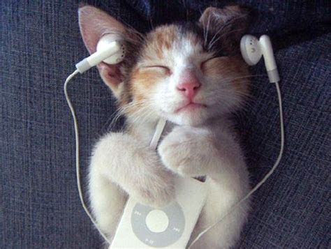 Music For Cats Redux Bibliolore
