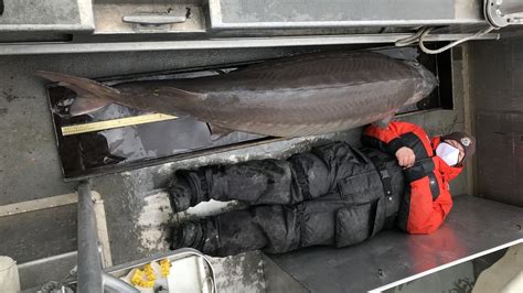 A Huge Ancient Lake Sturgeon Has Been Lurking In The Detroit River Npr