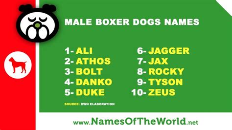 10 Male Boxer Dogs Names