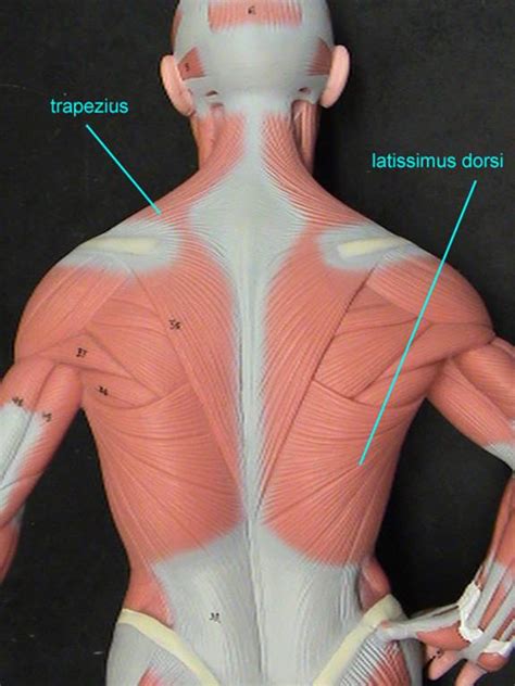 Wikimedia commons has media related to muscles of the human torso. Untitled Document bio.sunyorange.edu