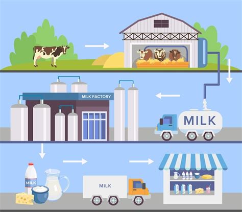 Free Vector Milk Production Steps Set Cartoon Illustration