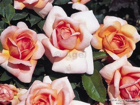 Buy Belle Du Seigneur ® Floribunda Rose Agel Rosen
