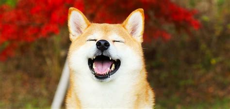 Shiba Inu Dog Breed Information Wonderful Watchdog Or Perfect Pet