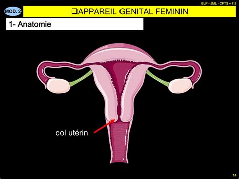 Appareil Reproducteur Féminin Externe Blog de Expose SVT Contraception La Contraception et