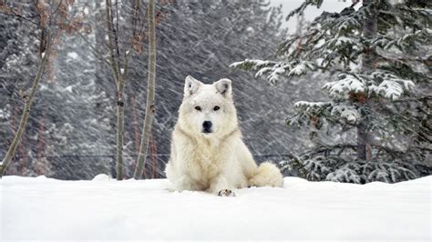 Snow Baby Wolf Wallpapers Wallpaper Cave