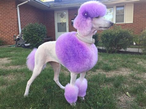 Dog Hair Dye Mystic Purple Pd06 Poodle Hair Poodle Grooming