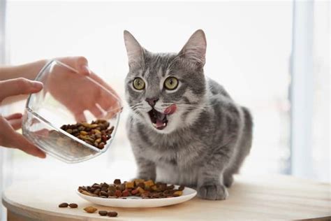 A cat vomiting after eating is indicative of some problem in the digestive tract. What Should I Feed My Cat? - Pet Life Today