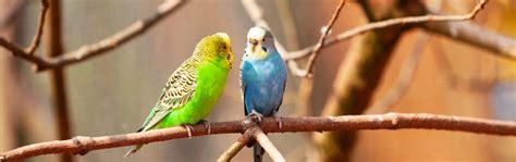 8 Different Sounds Budgies Can Make Petsoid