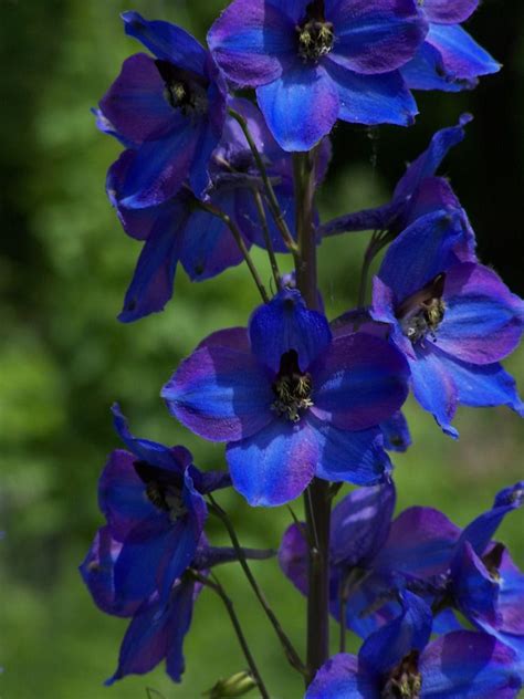 Types Of Dark Blue Flowers