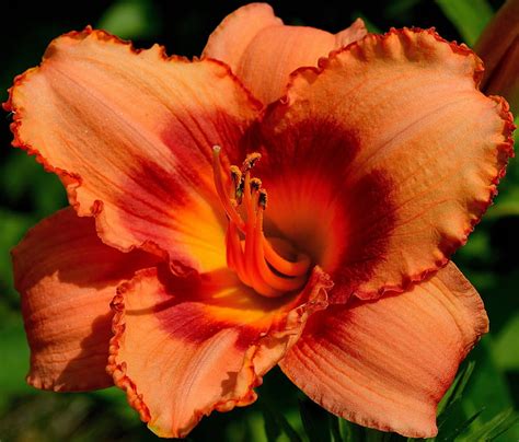 Free Photo Daylily Day Lily Plants Orange Daylily Orange Bloom