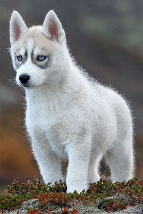 But overtime eyes of siberian huskies might change their color. White Husky puppy with blue eyes | Animals | Pinterest