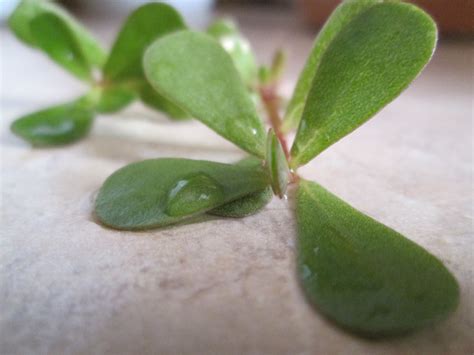 Your World: Healthy and Natural: Lovely Edible Weed - Purslane
