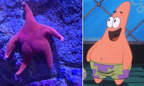 Spongebob Dan Patrick Dunia Nyata Ditemukan Di Dasar Laut Samudera