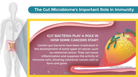 Diet The Gut Microbiome And Colorectal Cancer Connecting The Dots
