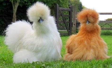Fluffy Chickens