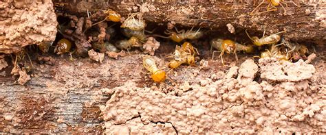 At breda pest management, we don't use nor recommend bait stations to control your termite problem. Termites | Common Pest Identification In Gwinnett County, GA
