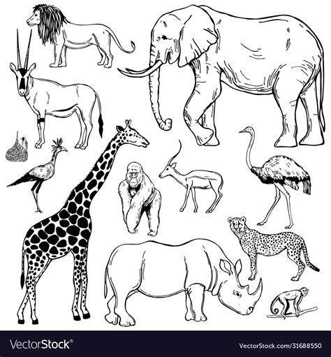 Hand Drawn African Animals And Birds On White Vector Image