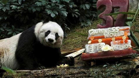 Oldest Captive Panda In The World Dead At 38 Newshub