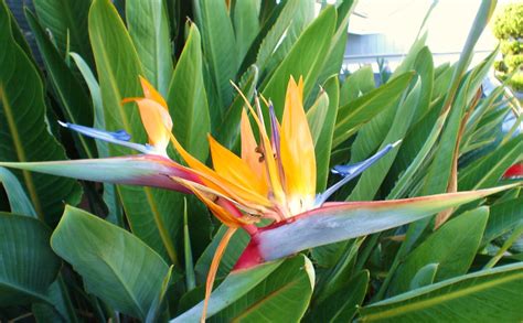 Bird Of Paradise With Color Not The Black One What Is Gardening