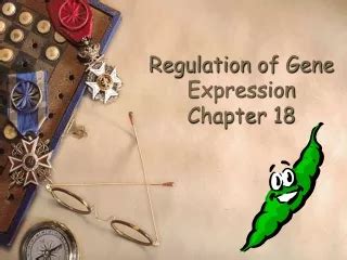Ppt Chapter Regulation Of Gene Expression Powerpoint Presentation