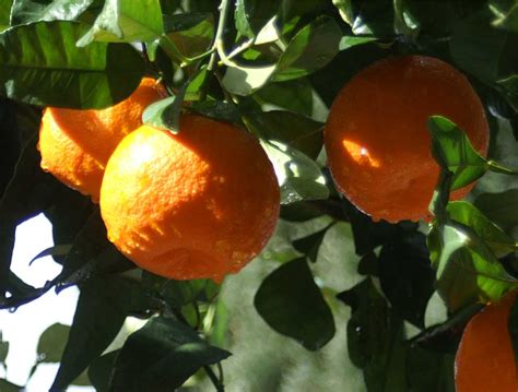 How To Grow An Orange Tree From Seed The Garden Of Eaden