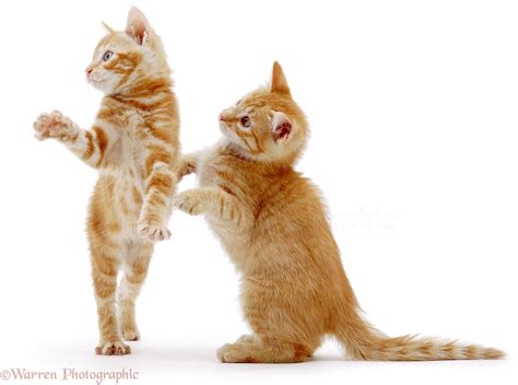 Two Ginger Kittens Standing Photo Wp02632