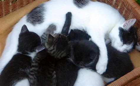 En Quoi Consiste La Lactation Chez La Chatte