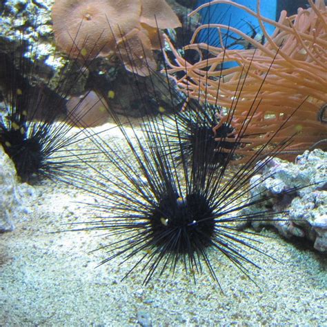 Long Spined Black Sea Urchin