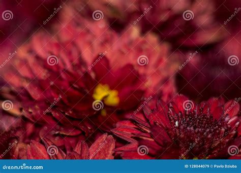 Large Red Flower Bloomed In The Garden Stock Image Image Of Large