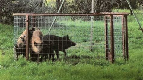 Hog Traps Feral Hog And Wild Pig Traps Red River Arenas