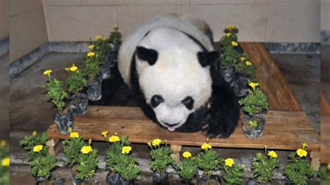 World S Oldest Giant Panda Dies At 37 Video Abc News