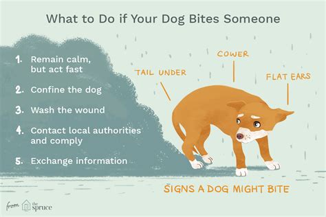 Reasons Why Dogs Bite And How To Stop It