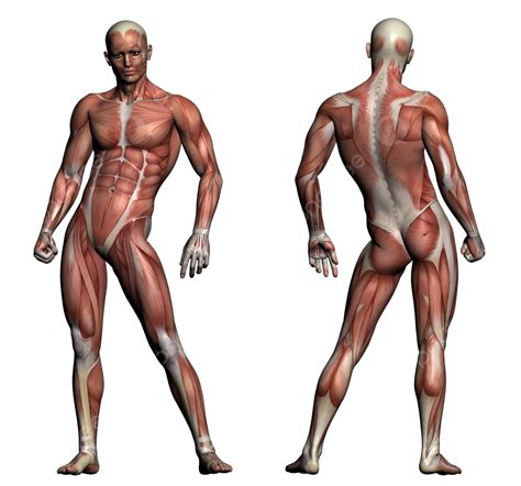 Anatomía Humana Músculos Masculinos El Cuerpo Humano Anatómico Png