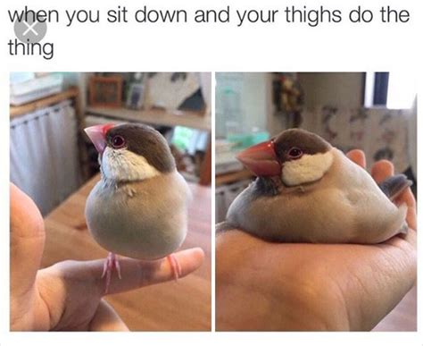 20 Memes That Show How Birds Can Inspire Internet Humor Demilked